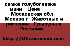 самка голубоглазка     мини › Цена ­ 1 000 - Московская обл., Москва г. Животные и растения » Грызуны и Рептилии   
